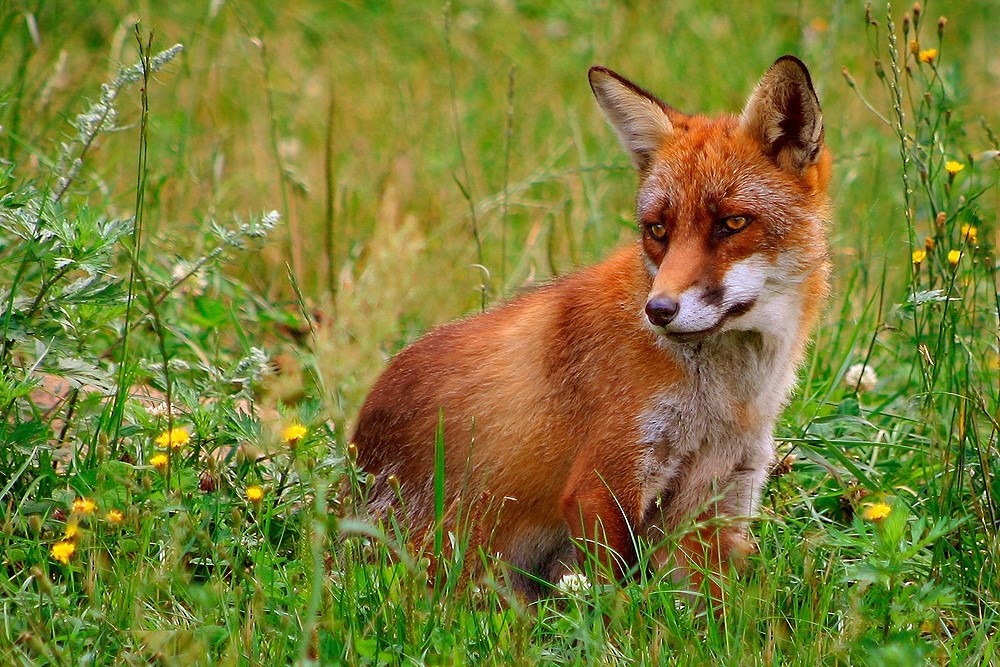 Vulpes Vulpes